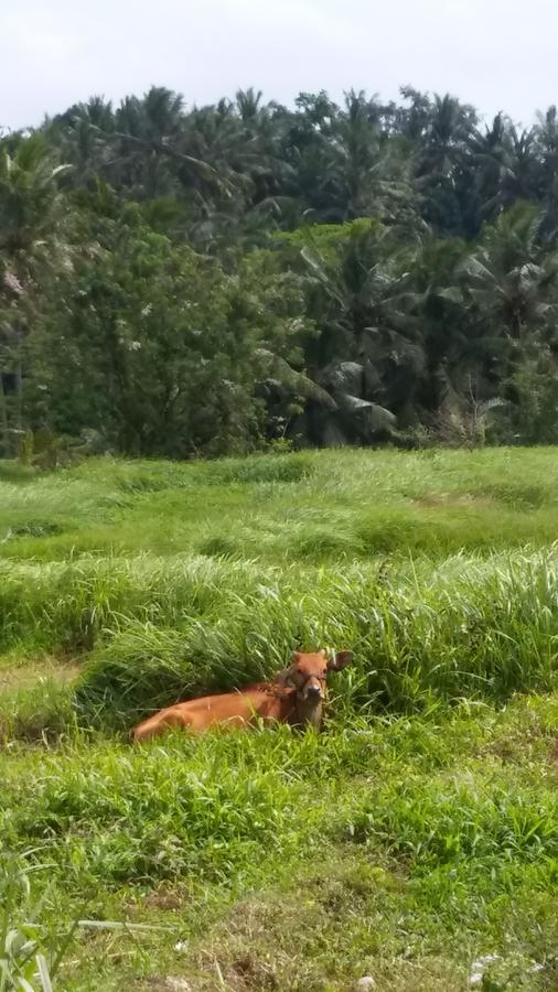 Kasih Sayang House Bed and Breakfast Ubud Exterior foto