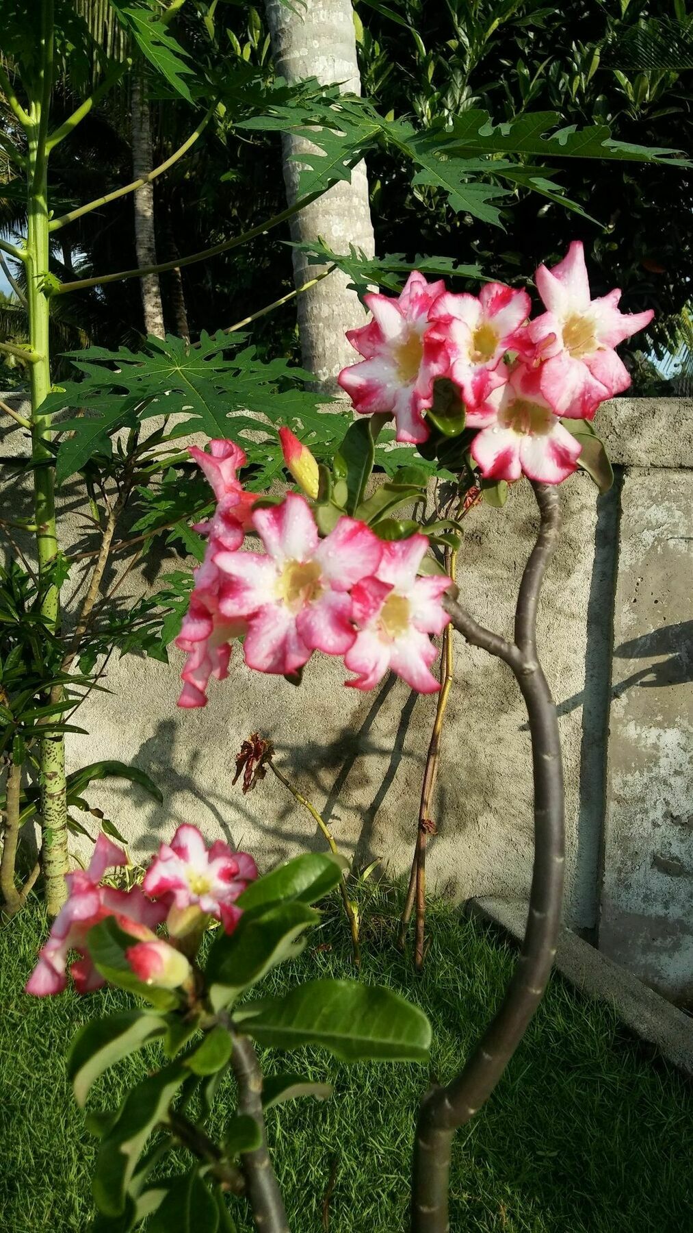 Kasih Sayang House Bed and Breakfast Ubud Exterior foto